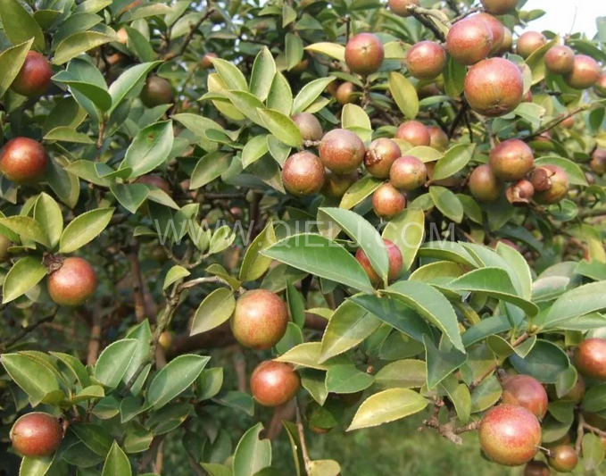 茶籽油壓榨設(shè)備認(rèn)準(zhǔn)企鵝機械，性能穩(wěn)定操作便利(圖1)